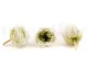 Preserved English Rose Mint Green (set of 8) 5