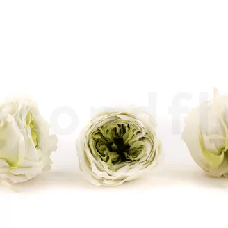 Preserved English Rose Mint Green (set of 8)