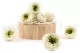 Preserved English Rose Mint Green (set of 8) 2