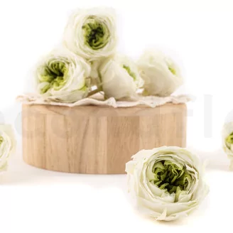 Preserved English Rose Mint Green (set of 8)