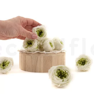 Preserved English Rose Mint Green (set of 8)