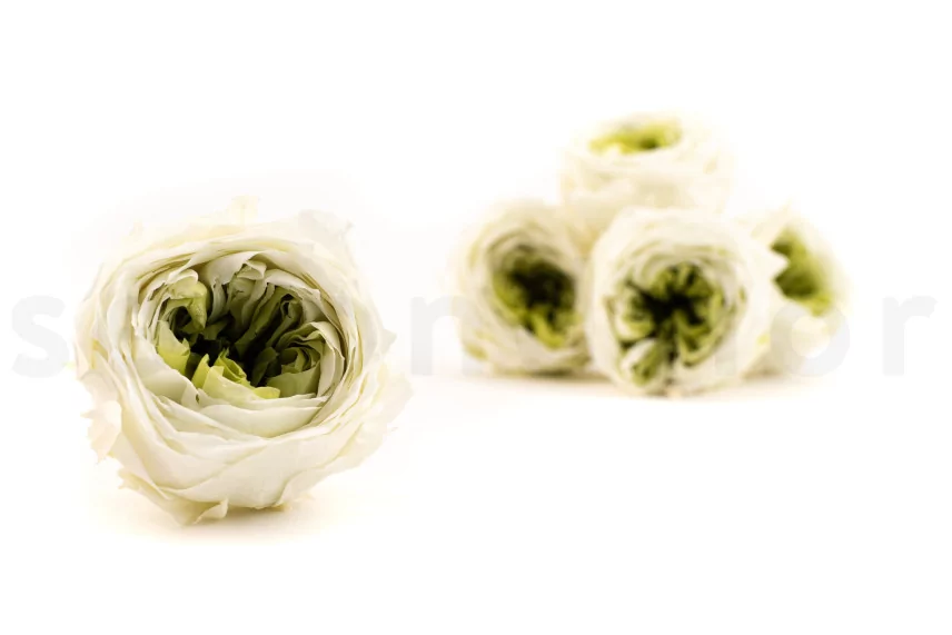 Preserved English Rose Mint Green (set of 8)