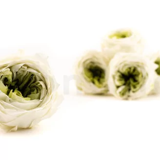 Preserved English Rose Mint Green (set of 8)