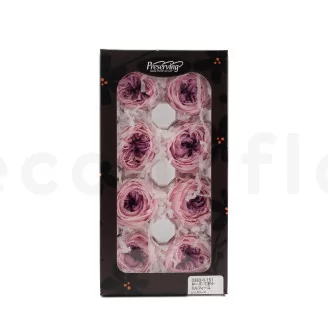 Preserved English Rose Pink (set of 8)