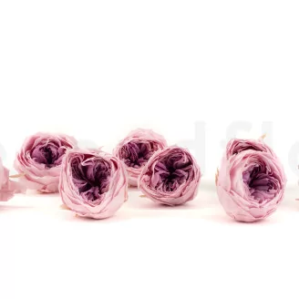 Preserved English Rose Pink (set of 8)
