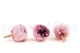 Preserved English Rose Pink (set of 8) 5
