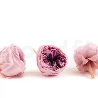 Preserved English Rose Pink (set of 8)