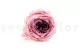 Preserved English Rose Pink (set of 8) 7