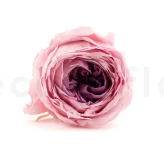 Preserved English Rose Pink (set of 8)