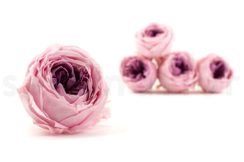 Preserved English Rose Pink (set of 8)