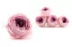 Preserved English Rose Pink (set of 8) 1