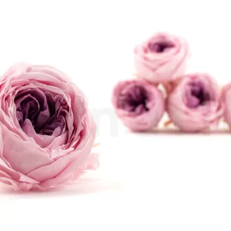Preserved English Rose Pink (set of 8)