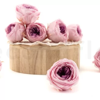 Preserved English Rose Pink (set of 8)