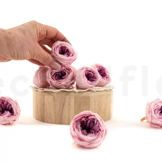 Preserved English Rose Pink (set of 8)