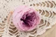 Preserved English Rose Pink (set of 8) 3