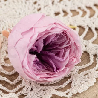 Preserved English Rose Pink (set of 8)
