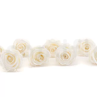Preserved Rose L Pearl Gem (set of 8)