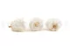 Preserved Rose L Pearl Gem (set of 8) 6