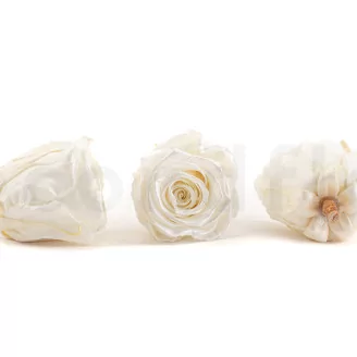 Preserved Rose L Pearl Gem (set of 8)