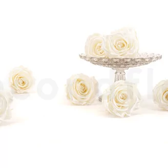 Preserved Rose L Pearl Gem (set of 8)