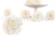 Preserved Rose L Pearl Gem (set of 8) 8