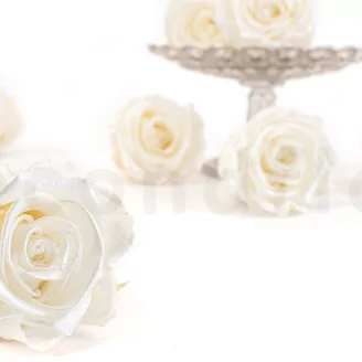 Preserved Rose L Pearl Gem (set of 8)