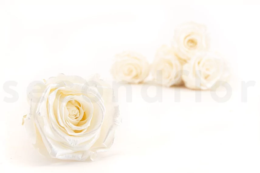 Preserved Rose L Pearl Gem (set of 8)