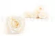 Preserved Rose L Pearl Gem (set of 8) 1