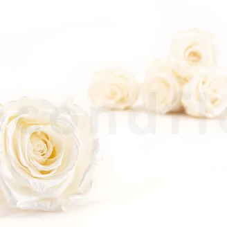 Preserved Rose L Pearl Gem (set of 8)