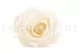 Preserved Rose L Pearl Gem (set of 8) 3