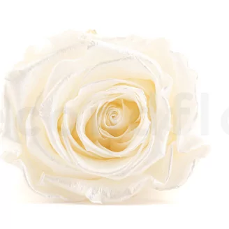 Preserved Rose L Pearl Gem (set of 8)
