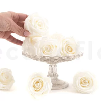 Preserved Rose L Pearl Gem (set of 8)
