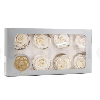 Preserved Rose L Pearl Gem (set of 8)