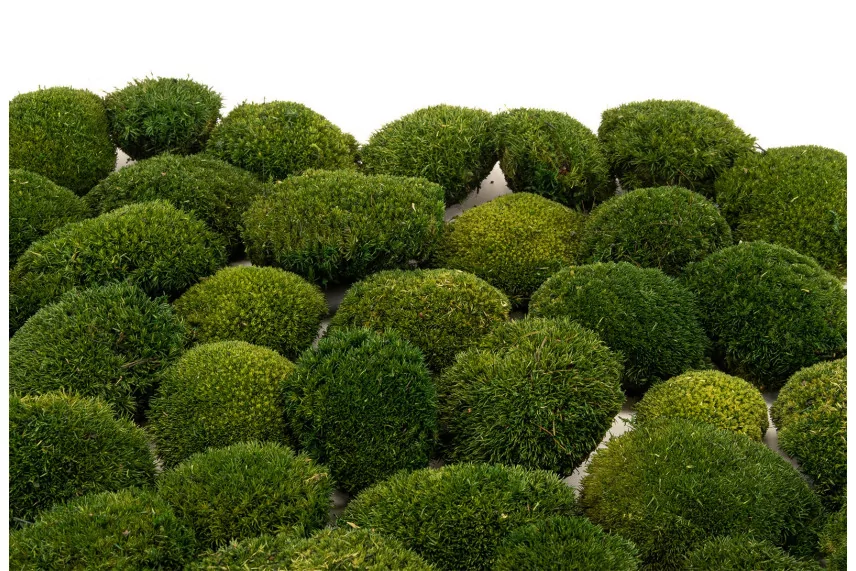 Preserved Mini Pole Moss Nature Green (Box)