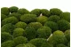 Preserved Mini Pole Moss Nature Green (Box) 1