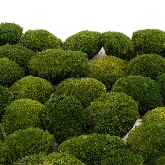 Preserved Mini Pole Moss Nature Green (Box)