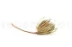 Dried Banksia Hookeriana Natural 6