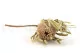 Dried Banksia Hookeriana Natural 7