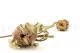Dried Banksia Hookeriana Natural 8