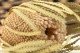 Dried Banksia Hookeriana Natural 2