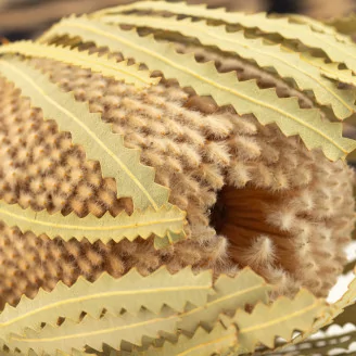 Dried Banksia Hookeriana Natural