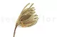 Dried Banksia Hookeriana Natural 9
