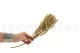 Dried Banksia Hookeriana Natural 5