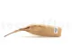 Dried Banksia Hookeriana Natural 10