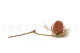 Dried Banksia Hookeriana Old Rose 7