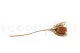 Dried Banksia Hookeriana Old Rose 8