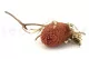 Dried Banksia Hookeriana Old Rose 6