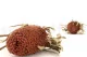 Dried Banksia Hookeriana Old Rose 9