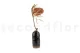 Dried Banksia Hookeriana Old Rose 3