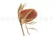 Dried Banksia Hookeriana Old Rose 10